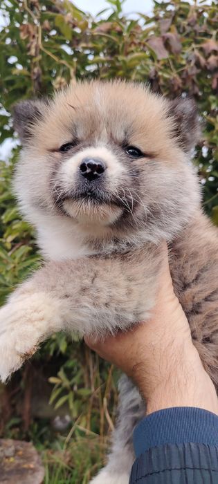 Mascul Akita Inu