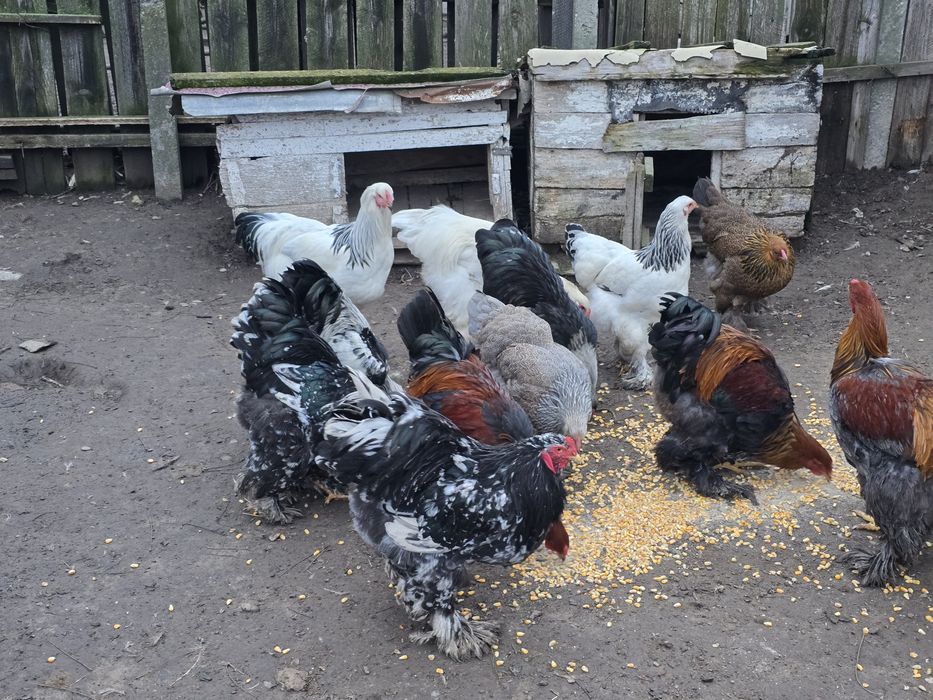 Vând cocoși Brahma