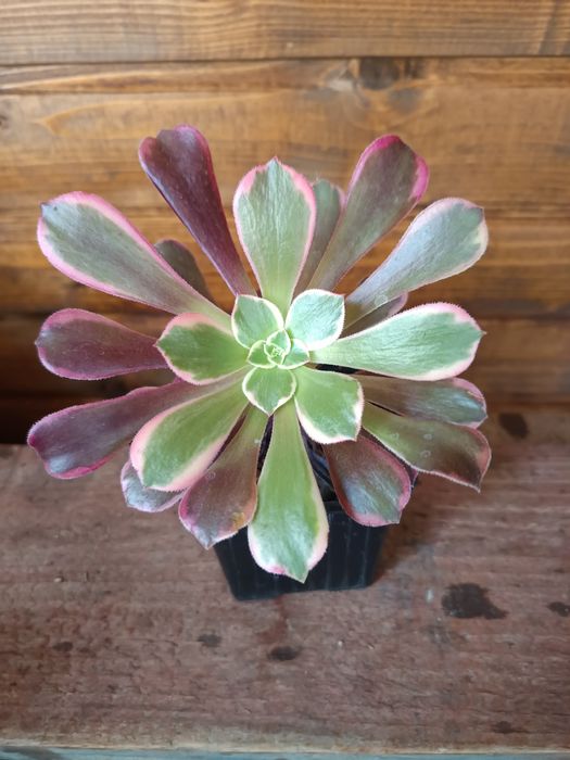 Suculente pentru Nela