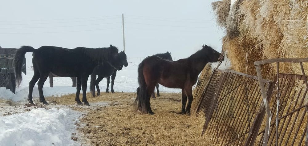 Бие сатылады комтомар ауылында