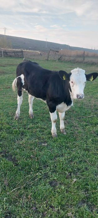 vitei semi intarcati