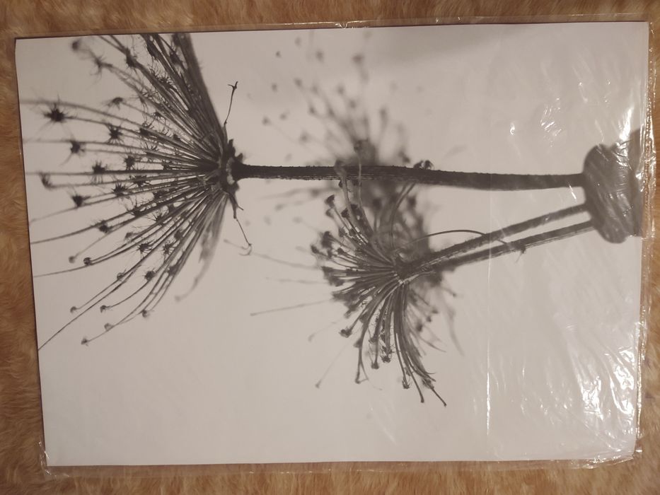 Tablou păpădie/floare