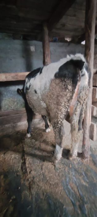 Телка,корова голштинская