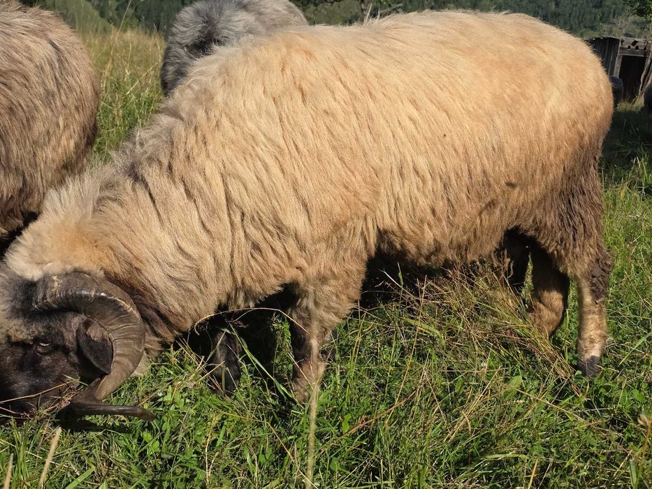 Berbec bucalau mior (2ani) de vanzare