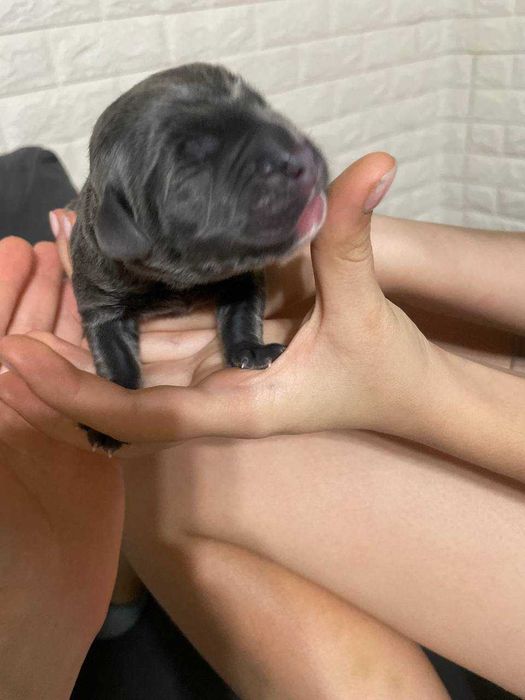 Алиментный щенок Кане Корсо готовится к продаже дата рождения 27.10.25