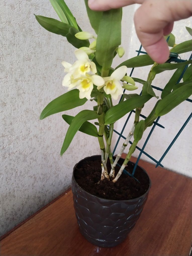 Комнатное растение