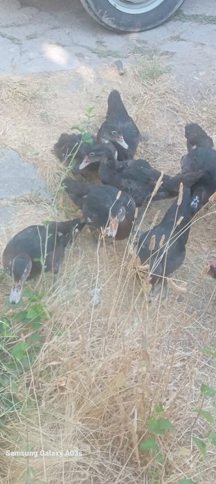 Продам гусьи хорошие. Оппетит очень хоро