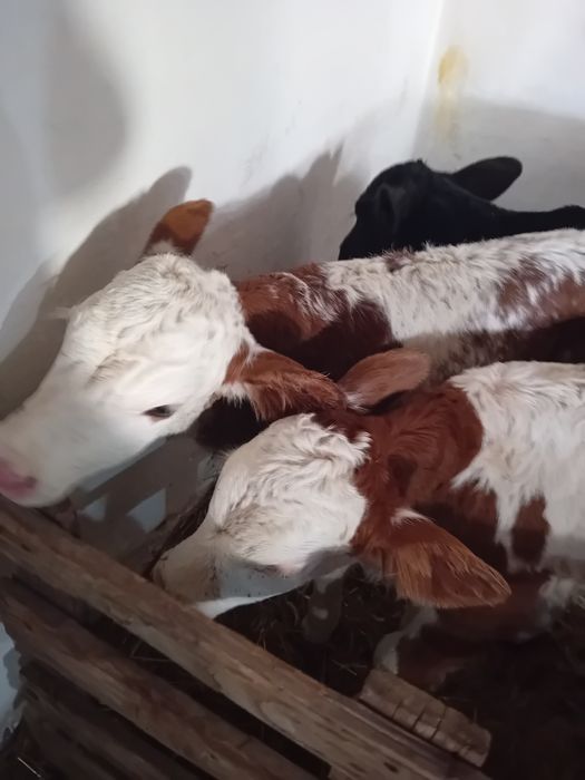 Tauras baltat și vitea angus