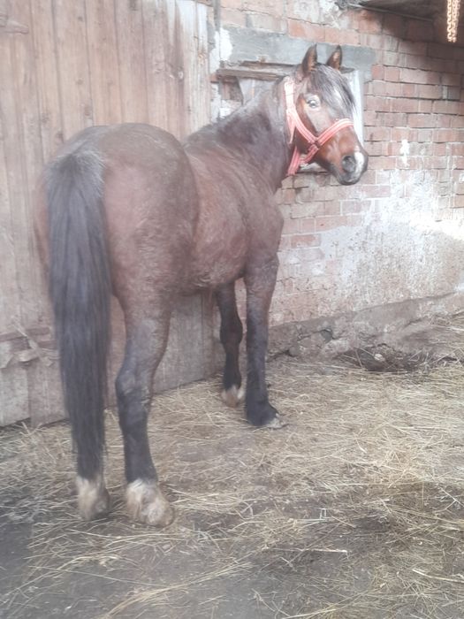 Vand sau schimb cu vaca