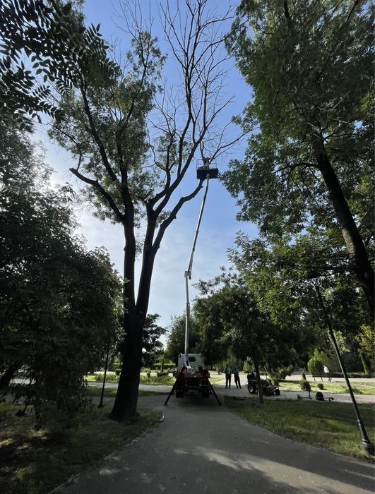 Taieri/toaletari/doborari arbori de orice dimensiuni