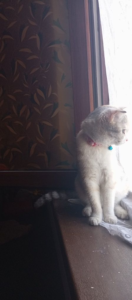 Мушук сотилади аëл мушук