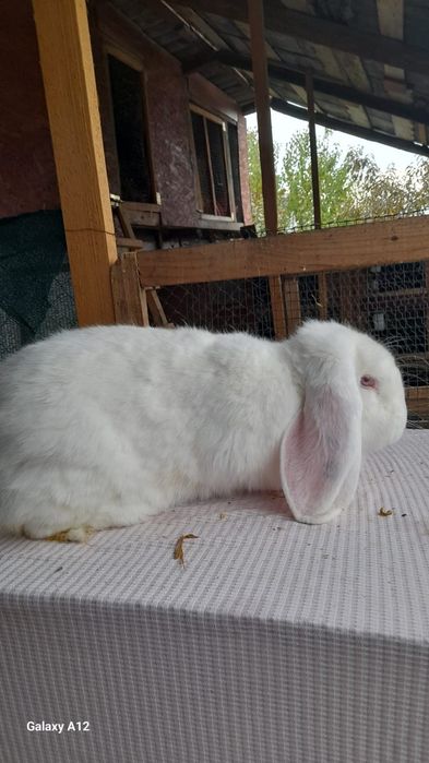 Femele berbec german