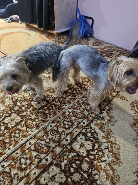 Йоркширски териер/йорки