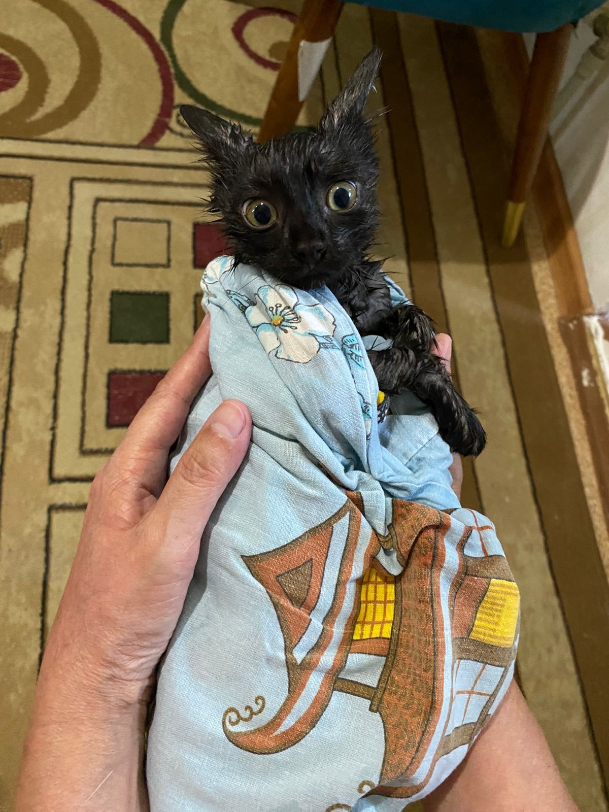 Котёнок в добрые руки