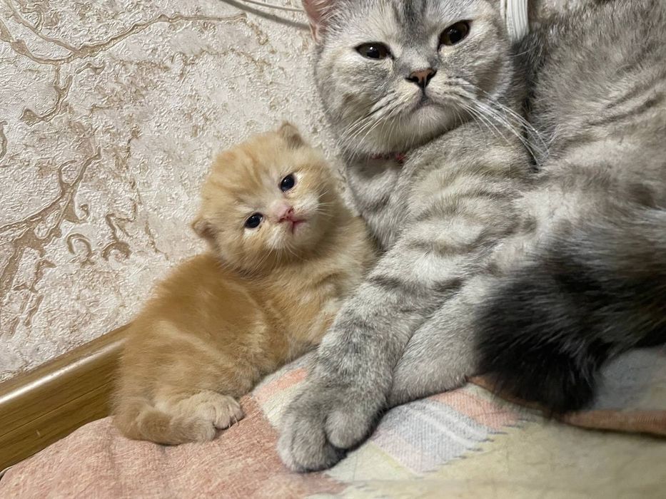 Продается котёнок / mushukcha sotiladi ( skotish straiyt )