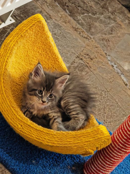 MAINE COON rasa pura