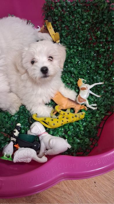 Donez Catei bichon maltez 8 saptamani