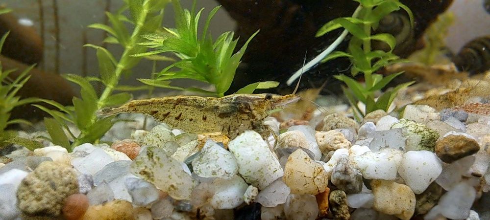 Creveti neocaridina , melci , pesti