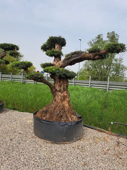 Spiral Tuia PonPon Magnolia Grandiflora Palmier Trachycarpus catapla