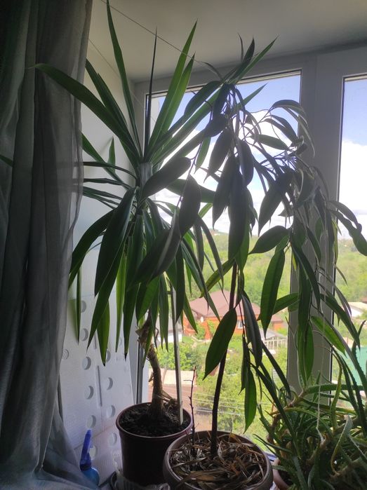 Продам пальму Юкка и алоэ