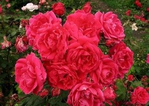 Розы саженцы оптом в Алматы, кустовые парковые вьющиеся.