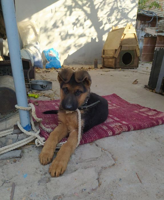 Чистокровный немецкий овчарка, щенок.