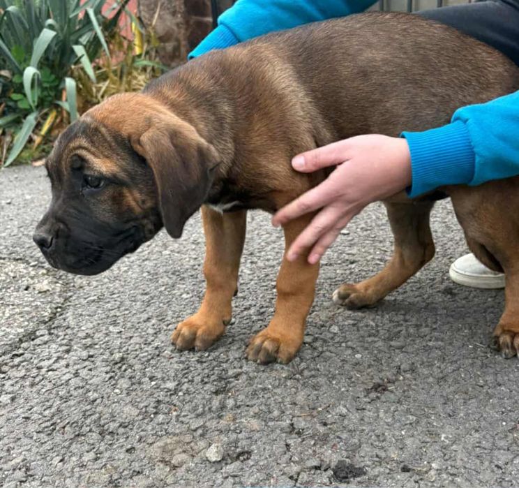 Pui femela  Cane Corso