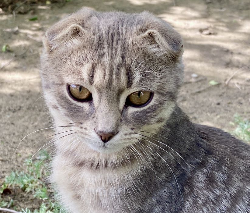 Отдам котята в добрые руки