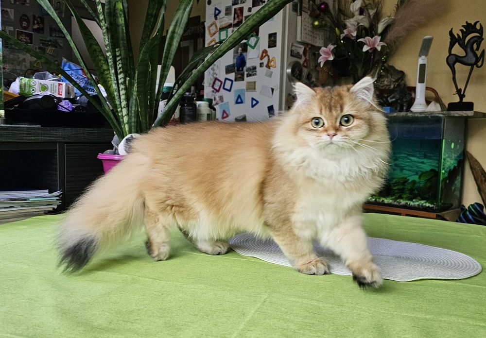 Британски дългокосмести котенца