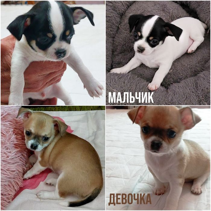 Продаю Чихуахуа Миники