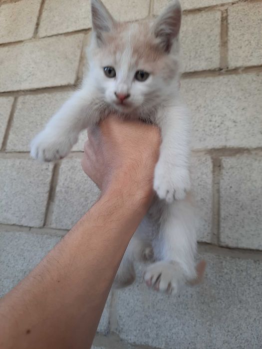 Котята, кошки, мушук, mushuk