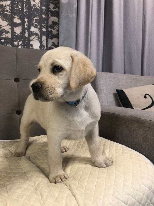 Лабрадор Ретривер