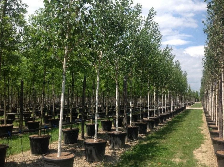 Mesteacăn Betula – Alb Imaculat, Proiect 3D Gratuit!
