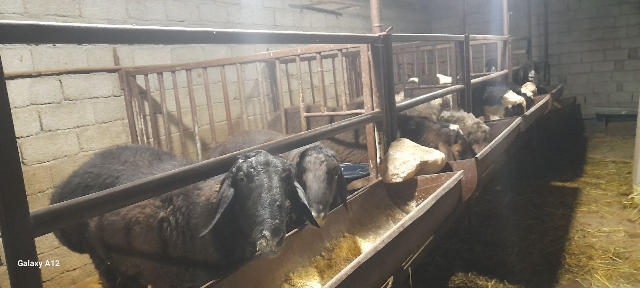 Qurbonlik va exsonlar uchun qo'ylar bor yemda turgan