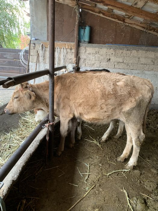 2 телки 1,3 - 1,5 мес ))