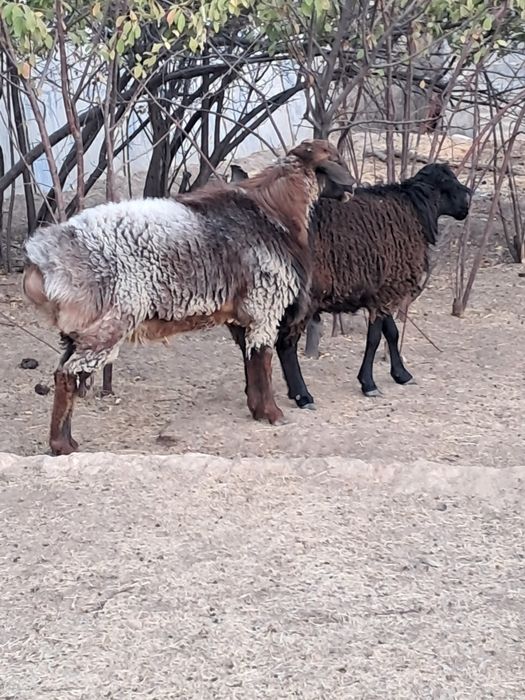 2 бас Кошкарлар бар
