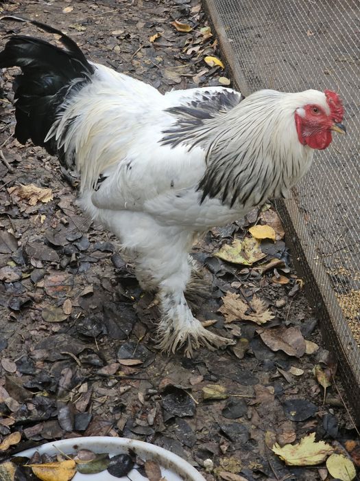 Vand cocoși din rasa Brahma HD