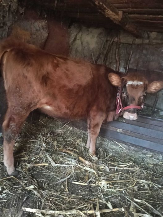 Vând vițică 8 luni