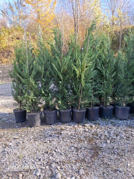 Vând tuia leylandii și plante ornamentale la oferta