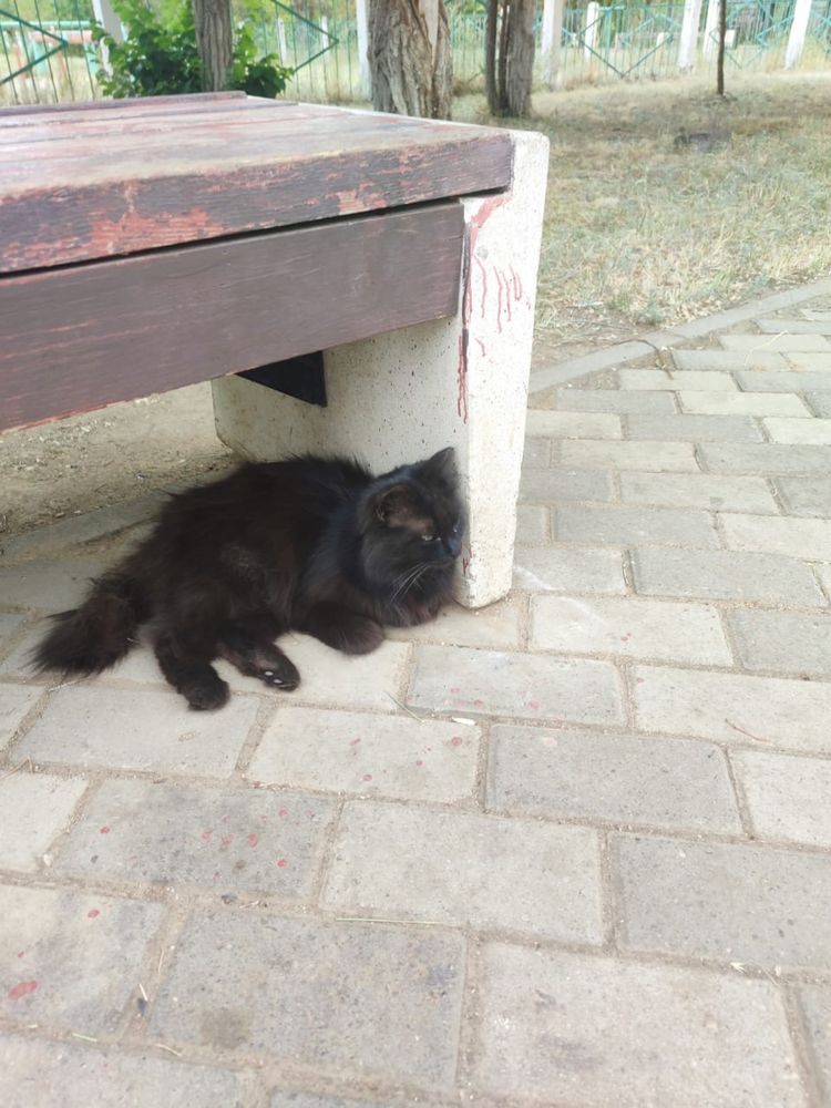 Кошка в добрые рук.