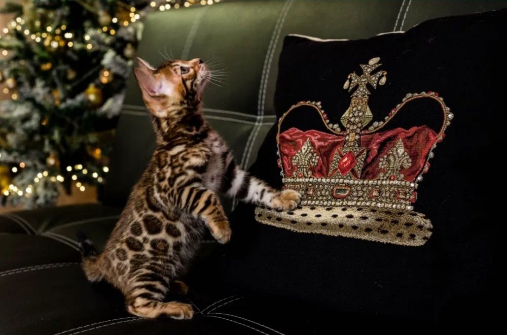 Бенгальские котята, Бенгальский котенок, Бенгальская кошка