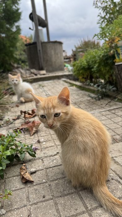 Подарявям котенца