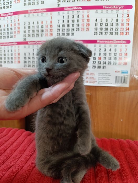 Продам кота породистый