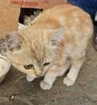 Срочно ищет дом котёнок!