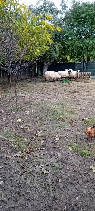 Vând berbecuț de anul acesta, are 8 luni .