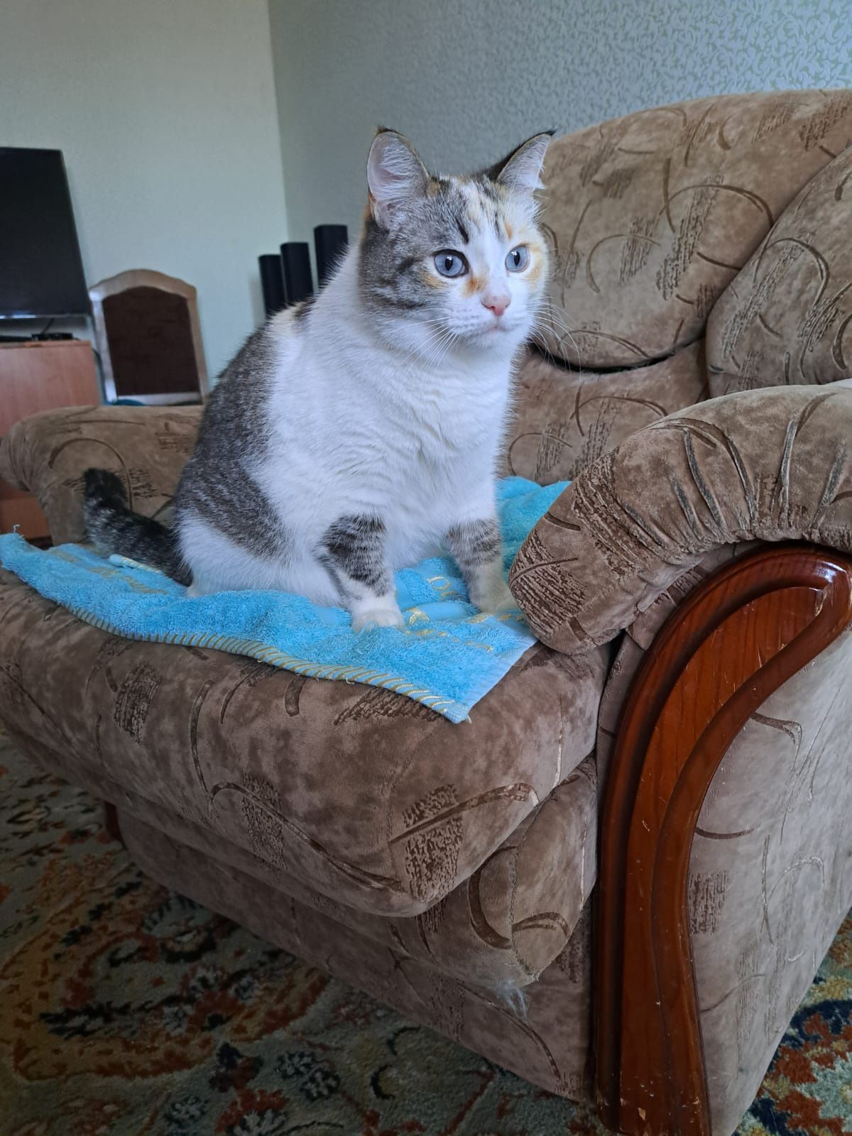 Хорошие коты ищут дом