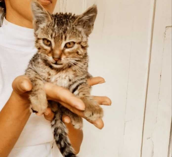 Котенок -мальчик тигрового окраса в самые лучшие руки, Ташкент
