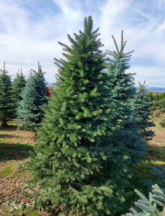 Brazi verzi sau argintiu