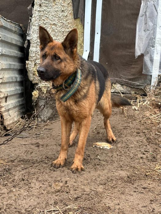 Немецкая овчарка