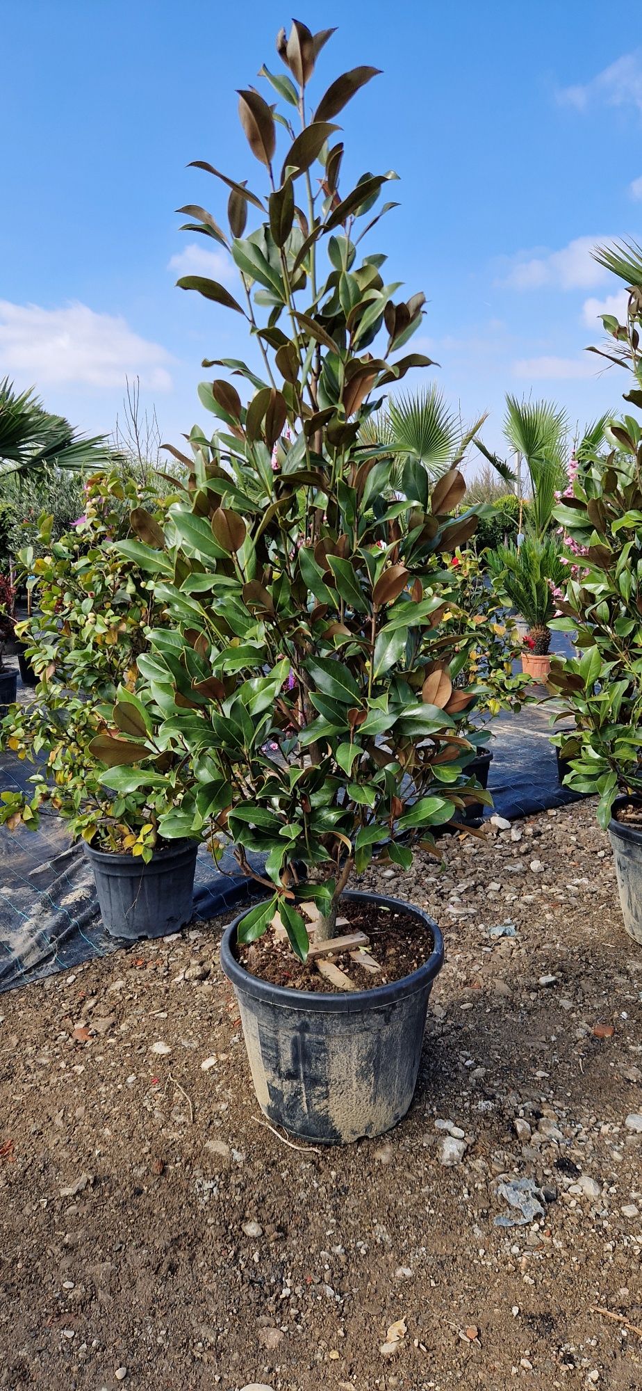 Ilex varirgata - magnolie grandiflora - Camelii